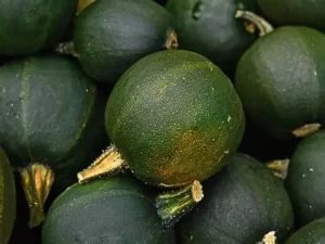 Gem Squash